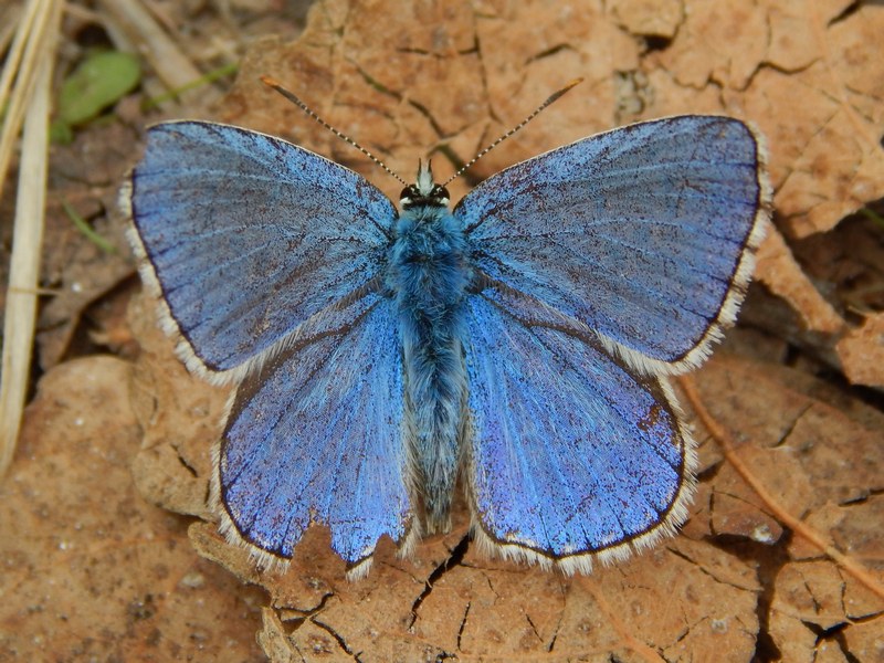 Lysandra Bellargus : un azzurro che colpisce